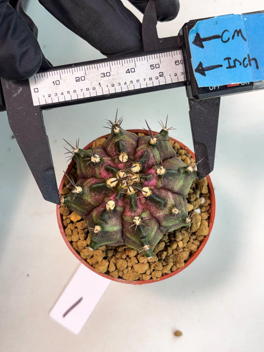 Gymnocalycium T-Rex (gy10) (b1) | Imported Variegated Cactus