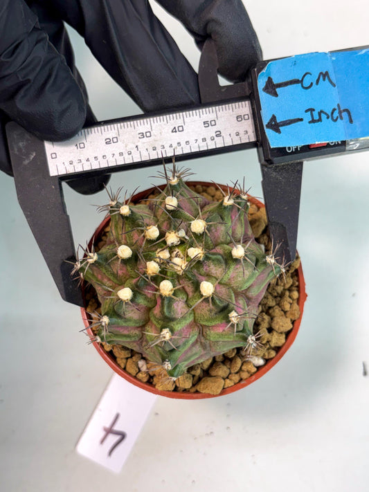 Gymnocalycium T-Rex (gy10) (b4) | Imported Variegated Cactus