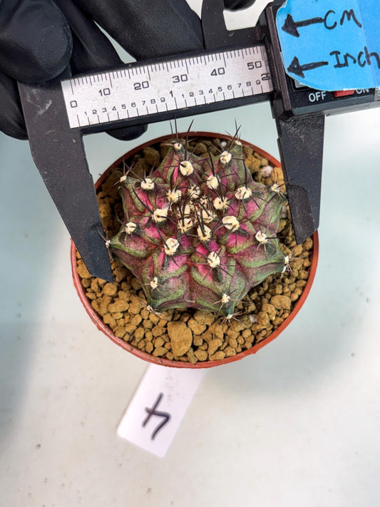 Gymnocalycium T-Rex (gy10) (g4) | Imported Variegated Cactus