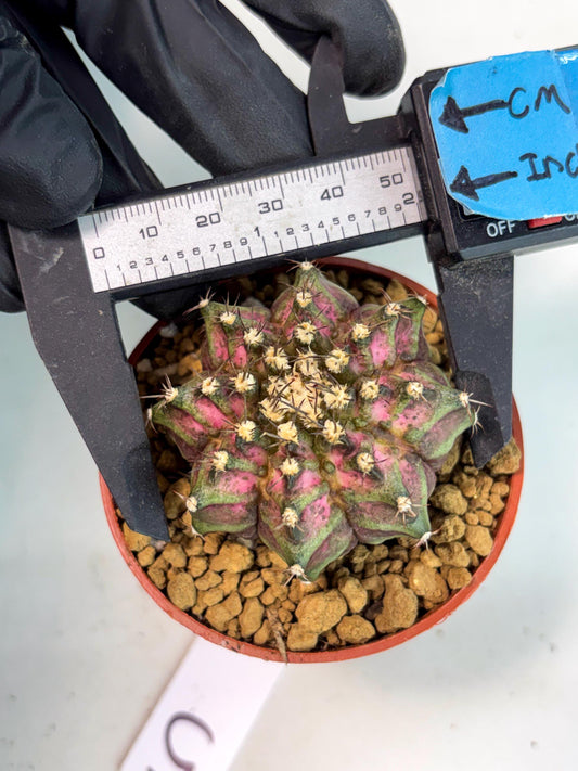 Gymnocalycium T-Rex (gy10) (g5) | Imported Variegated Cactus