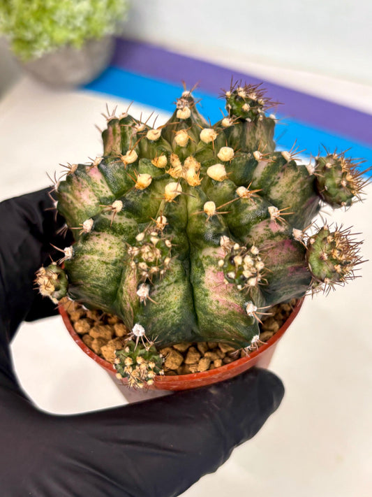 Gymnocalycium T-Rex (gy10) (g7) | Imported Variegated Cactus