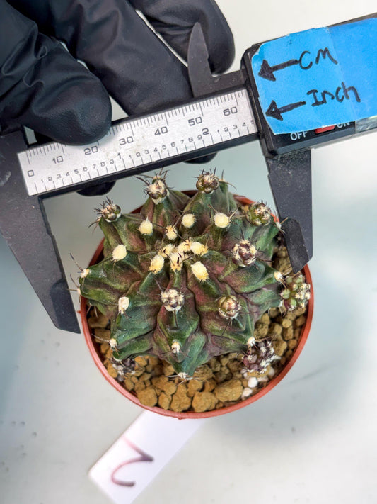 Gymnocalycium T-Rex (gy11) (b2) | Imported Variegated Cactus