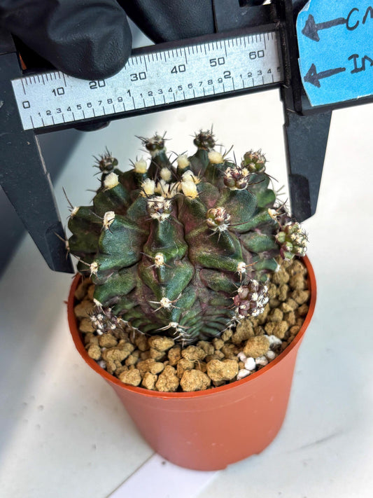 Gymnocalycium T-Rex (gy11) (b2) | Imported Variegated Cactus