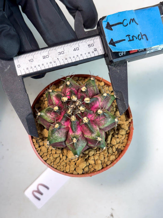 Gymnocalycium T-Rex (gy11) (b3) | Imported Variegated Cactus