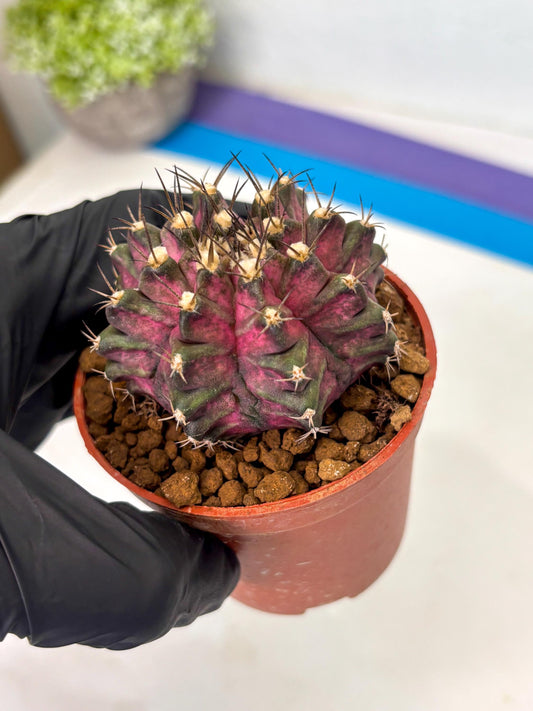 Gymnocalycium T-Rex (gy11) (b4) | Imported Variegated Cactus