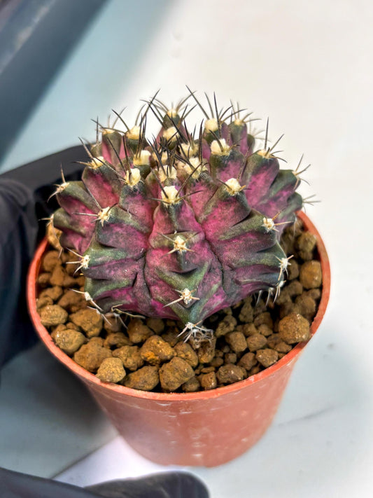 Gymnocalycium T-Rex (gy11) (b4) | Imported Variegated Cactus