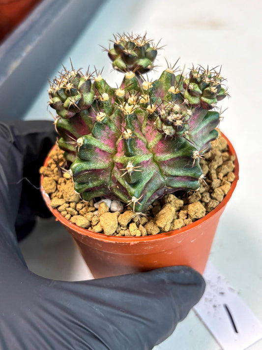 Gymnocalycium T-Rex (gy11) (y1) | Imported Variegated Cactus