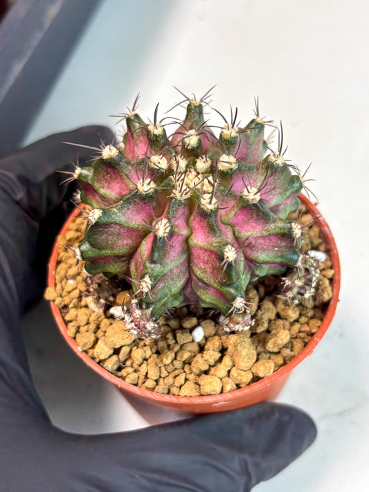 Gymnocalycium T-Rex (gy11) (y2) | Imported Variegated Cactus