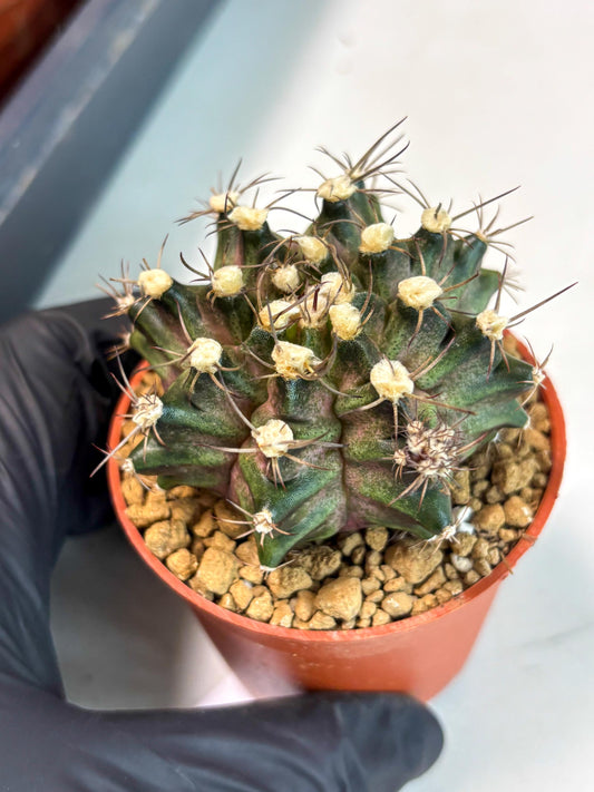 Gymnocalycium T-Rex (gy11) (y3) | Imported Variegated Cactus