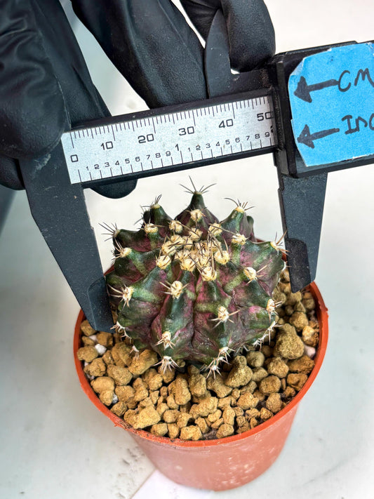 Gymnocalycium T-Rex (gy11) (r3) | Imported Variegated Cactus