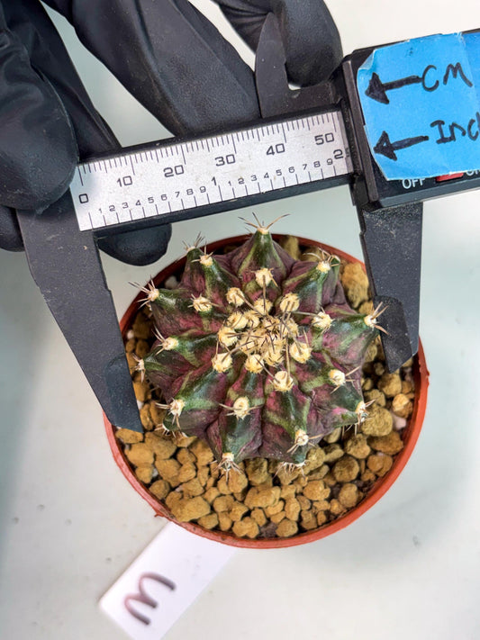 Gymnocalycium T-Rex (gy11) (r3) | Imported Variegated Cactus