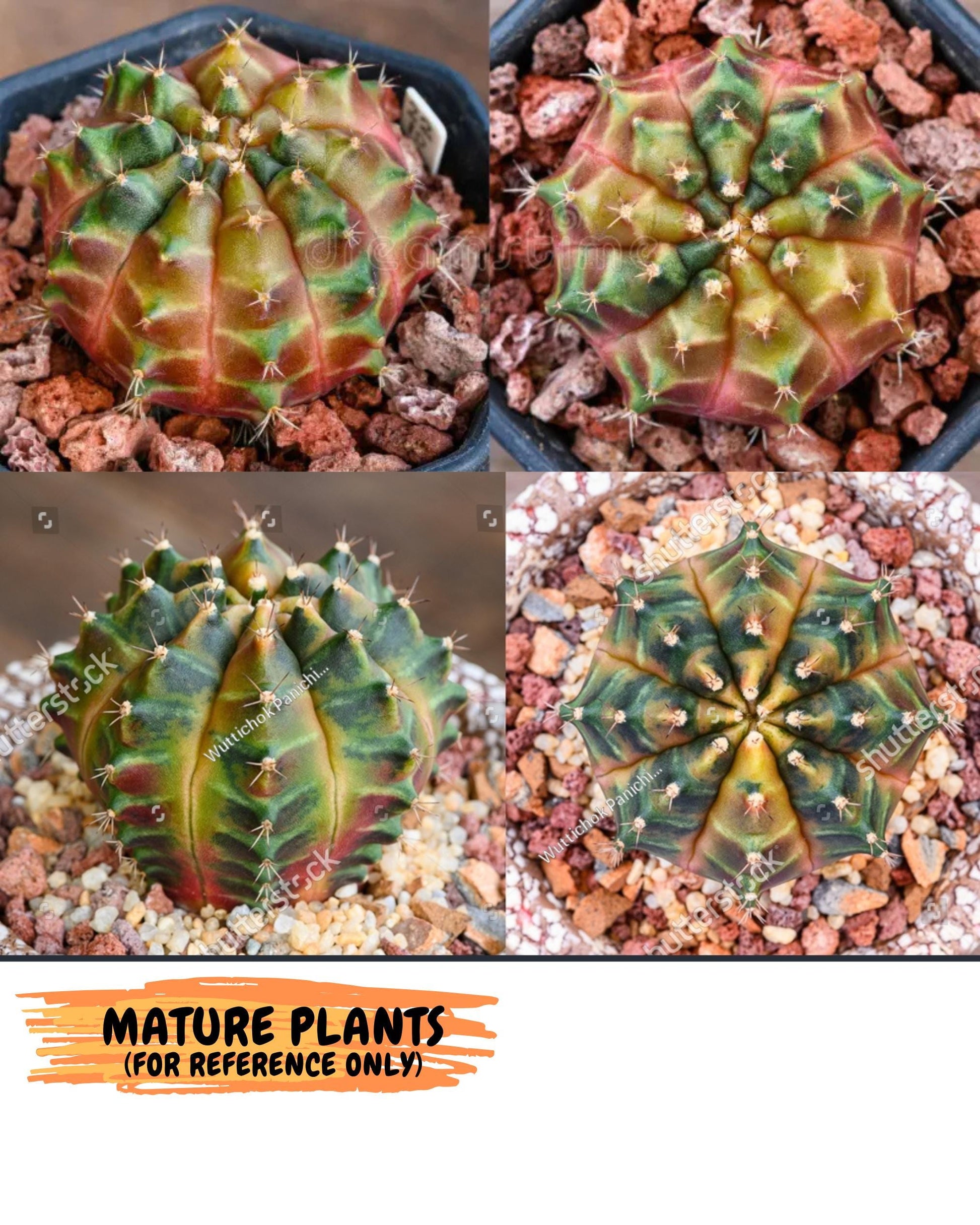 Gymnocalycium Sepia (oo) (pp) | colorful Variegated Cactus