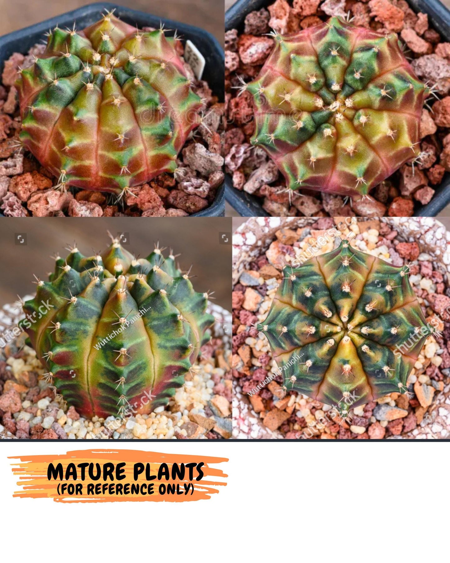 Gymnocalycium Sepia (gy12) (g1) | colorful Variegated Cactus
