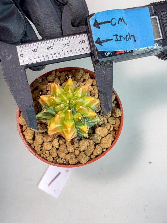 Gymnocalycium Sepia (gy12) (y1) | Imported Variegated Cactus