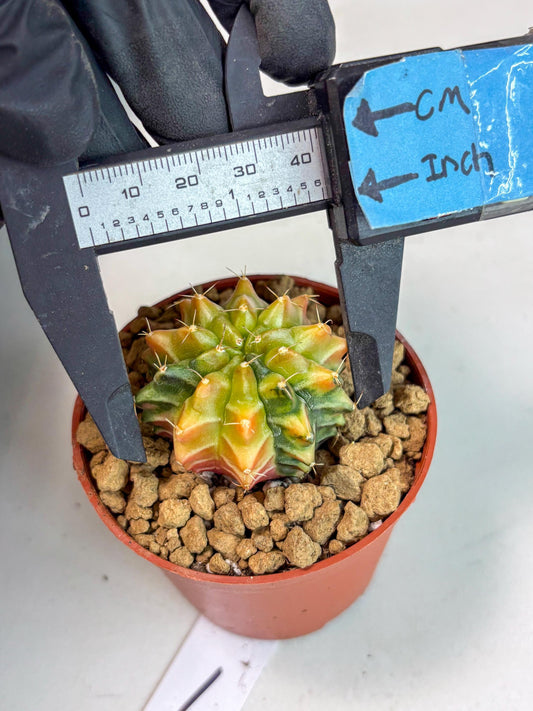 Gymnocalycium Sepia (gy12) (y1) | Imported Variegated Cactus