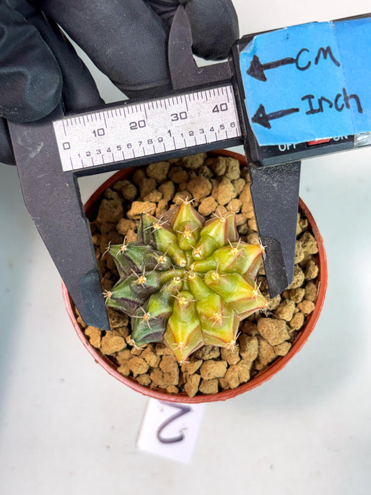 Gymnocalycium Sepia (gy12) (g2) | Imported Variegated Cactus