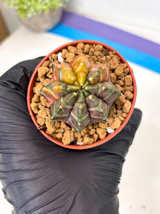 Gymnocalycium Sepia (gy12) (g3) | Imported Variegated Cactus