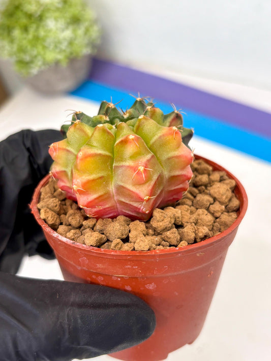 Gymnocalycium Sepia (gy13) (r2) | Imported Variegated Cactus