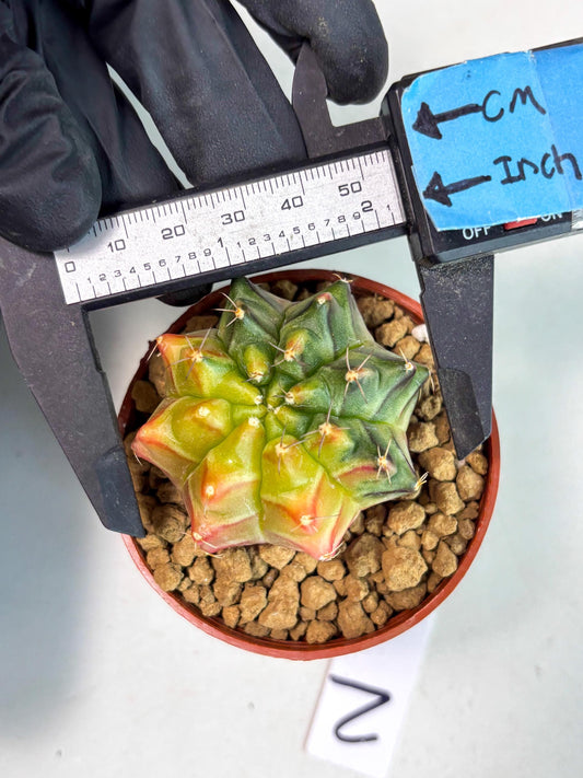 Gymnocalycium Sepia (gy13) (r2) | Imported Variegated Cactus