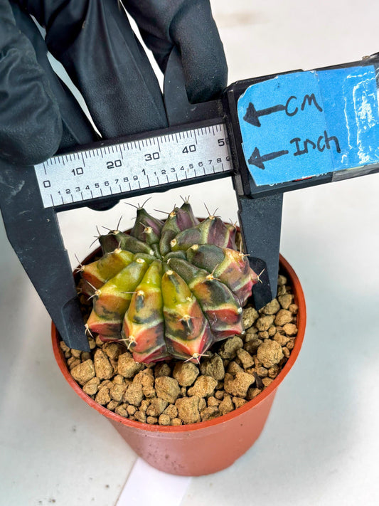 Gymnocalycium Sepia (gy13) (r3) | Imported Variegated Cactus