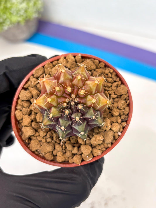 Gymnocalycium Sepia (gy13) (r4) | Imported Variegated Cactus