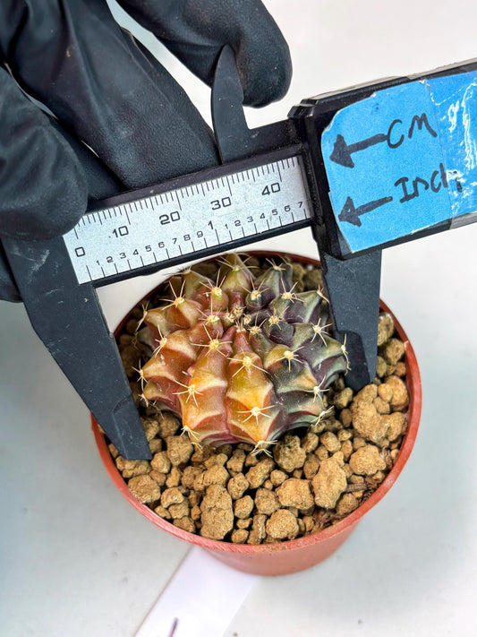 Gymnocalycium Sepia (gy13) (r4) | Imported Variegated Cactus
