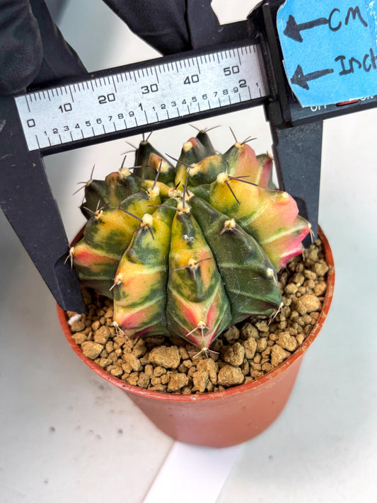 Gymnocalycium Sepia (gy13) (r5) | Imported Variegated Cactus