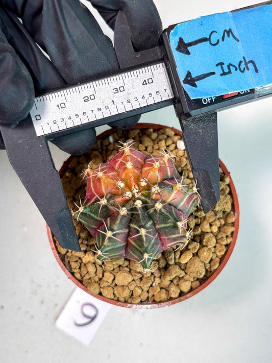 Gymnocalycium Sepia (gy13) (r6) | Imported Variegated Cactus