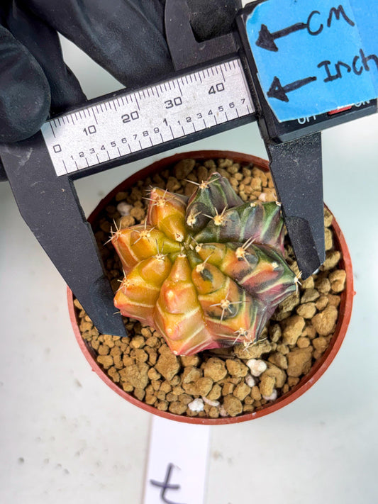 Gymnocalycium Sepia (gy13) (r7) | Imported Variegated Cactus