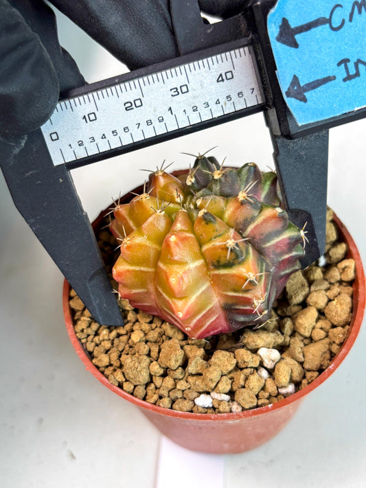 Gymnocalycium Sepia (gy13) (r7) | Imported Variegated Cactus