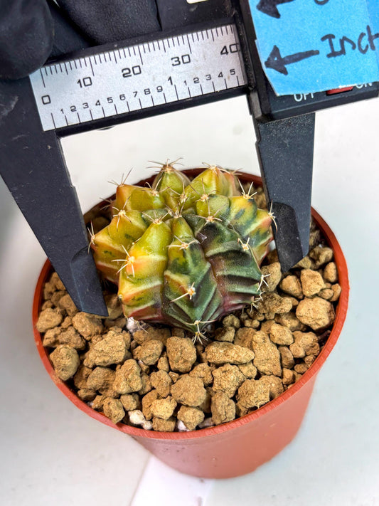 Gymnocalycium Sepia (gy13) (b1) | Imported Variegated Cactus