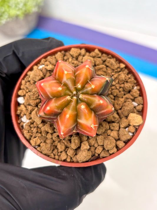 Gymnocalycium Sepia (gy13) (b3) | Imported Variegated Cactus