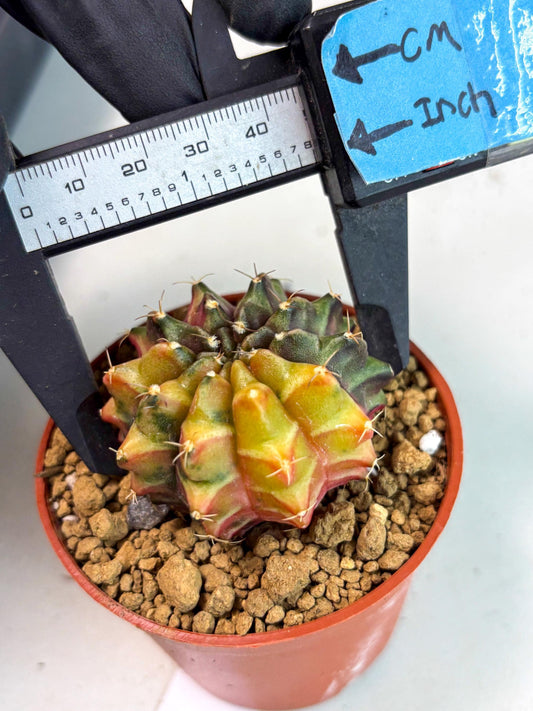 Gymnocalycium Sepia (gy13) (b4) | Imported Variegated Cactus