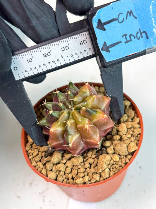Gymnocalycium Sepia (gy13) (b5) | Imported Variegated Cactus