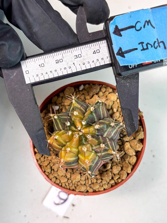 Gymnocalycium Sepia (gy13) (b6) | Imported Variegated Cactus