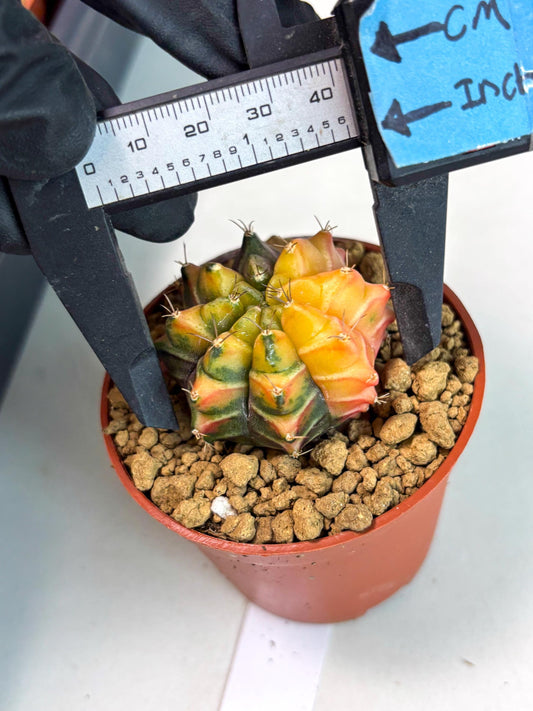 Gymnocalycium Sepia (gy13) (y2) | Imported Variegated Cactus