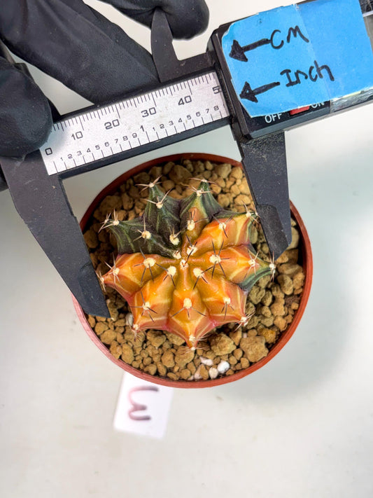 Gymnocalycium Sepia (gy13) (y3) | Imported Variegated Cactus