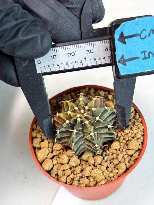 Gymnocalycium Sepia (gy13) (y5) | Imported Variegated Cactus