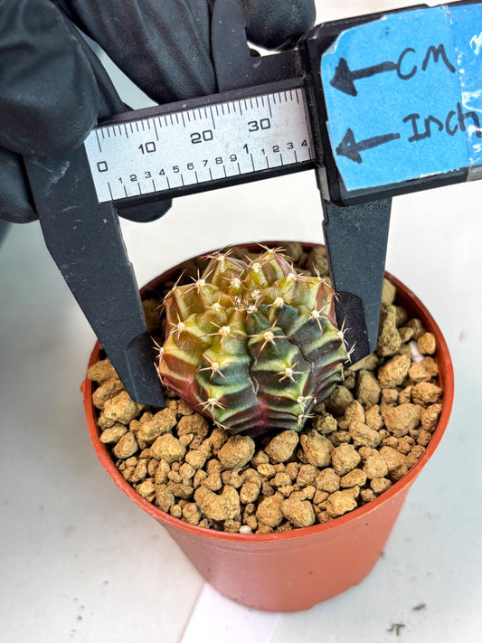 Gymnocalycium Sepia (gy13) (y7) | Imported Variegated Cactus