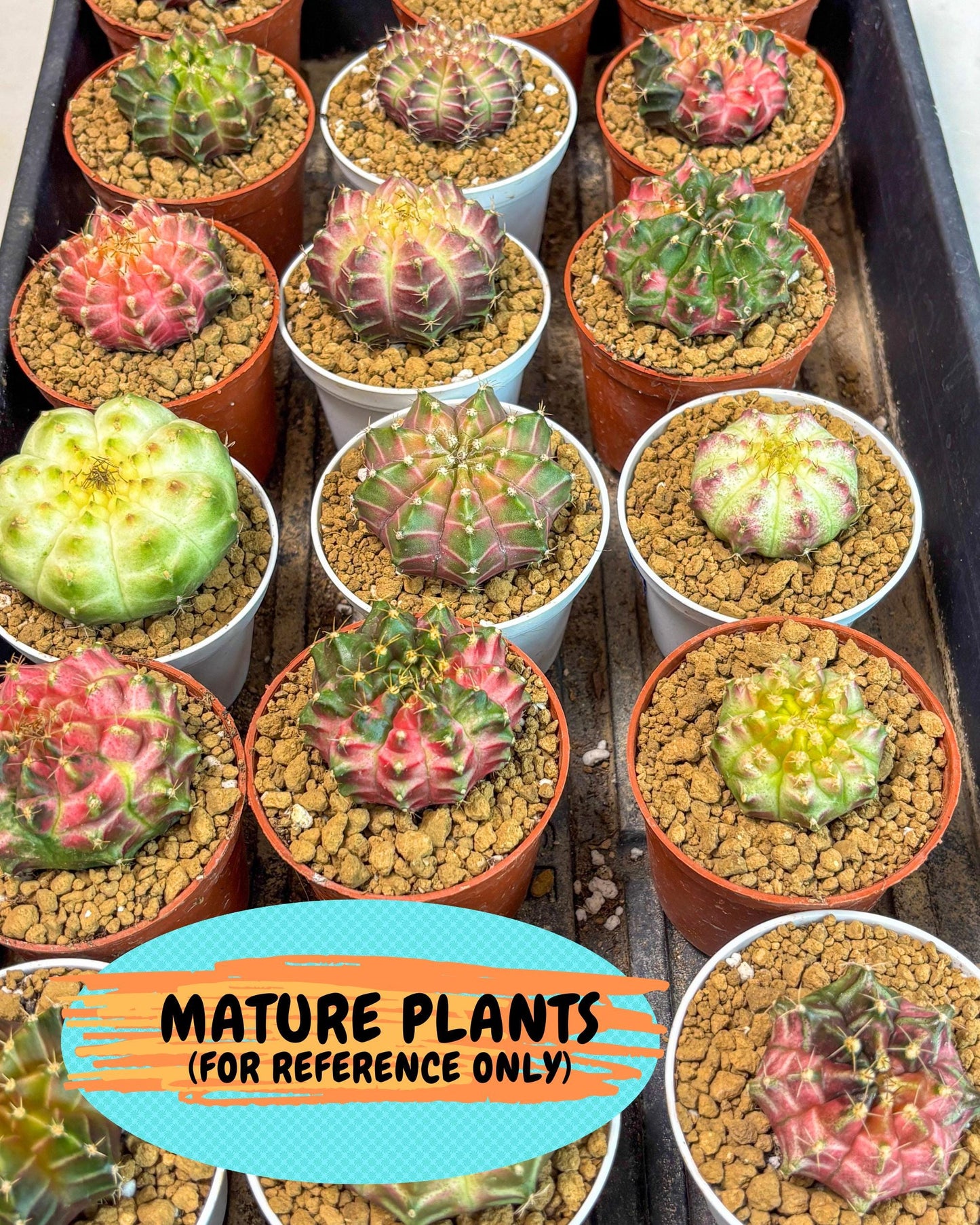 Gymnocalycium Neon (gy13) (p7) | Rare Cactus