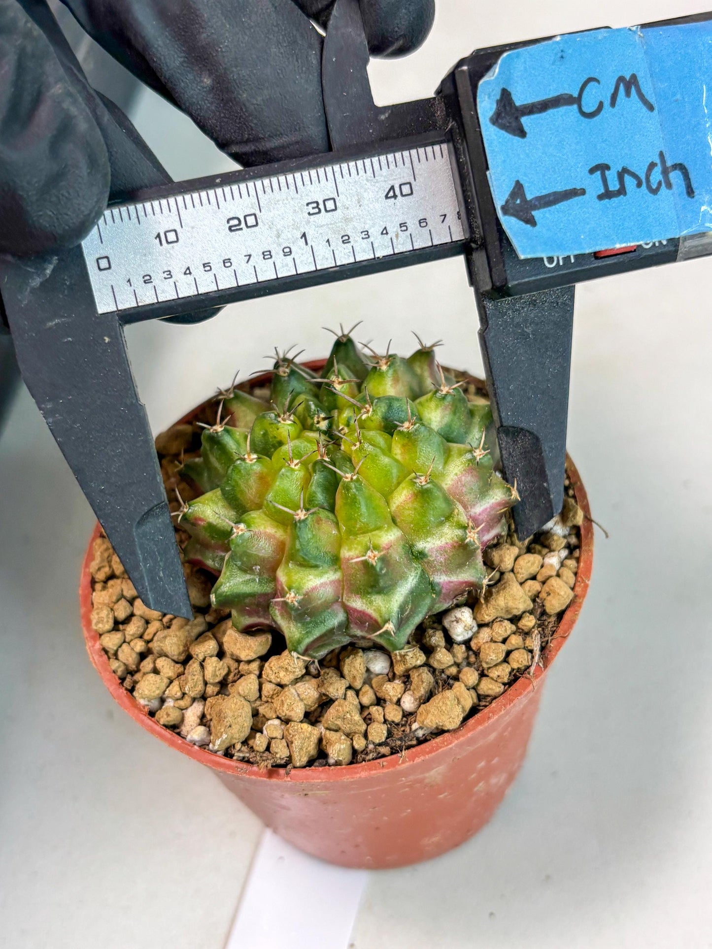 Gymnocalycium Neon (gy14) (p1) | ONLY for Advance Grower