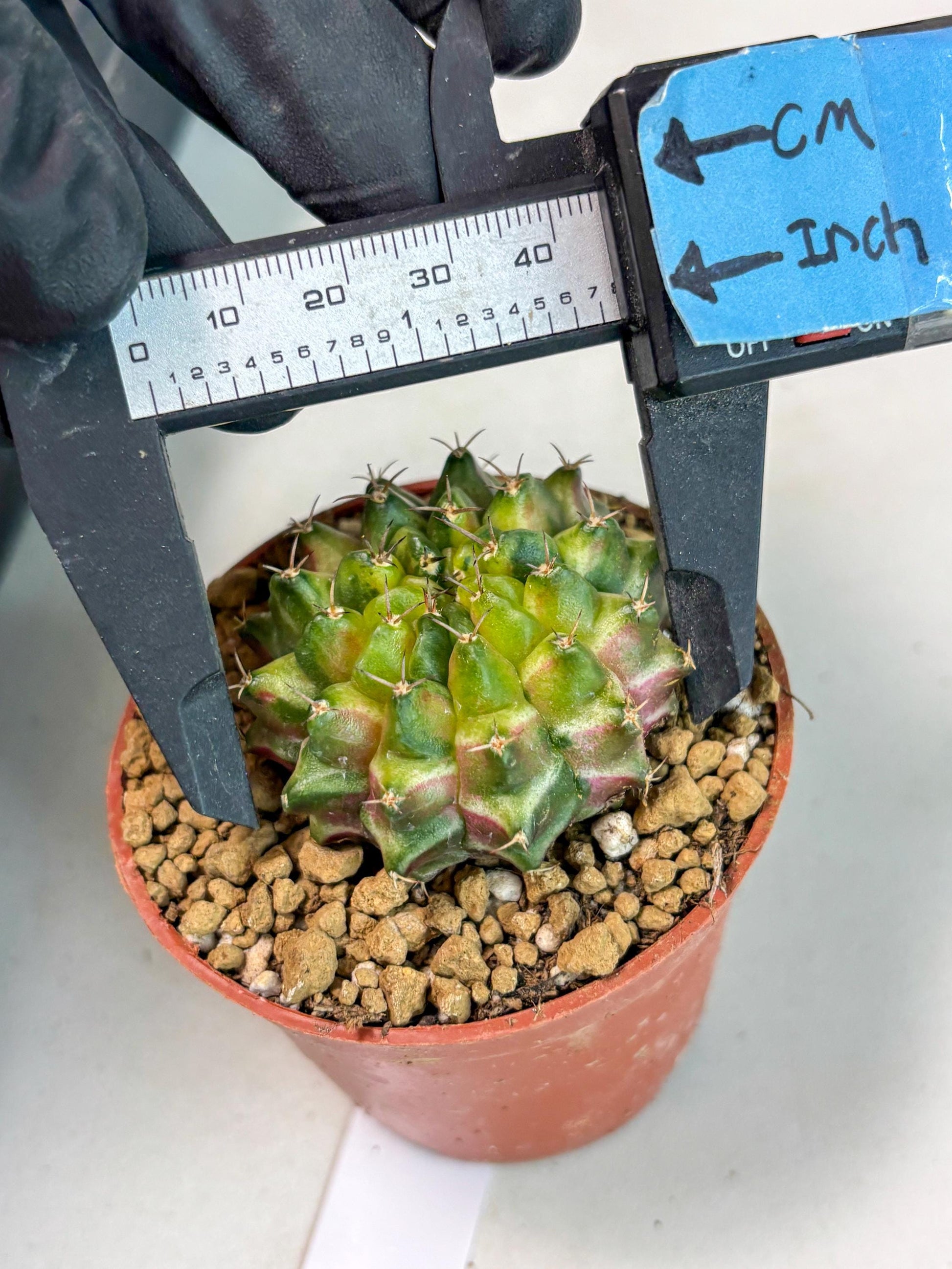 Gymnocalycium Neon (gy14) (p1) | ONLY for Advance Grower