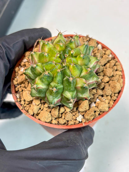 Gymnocalycium Neon (gy14) (p1) | ONLY for Advance Grower