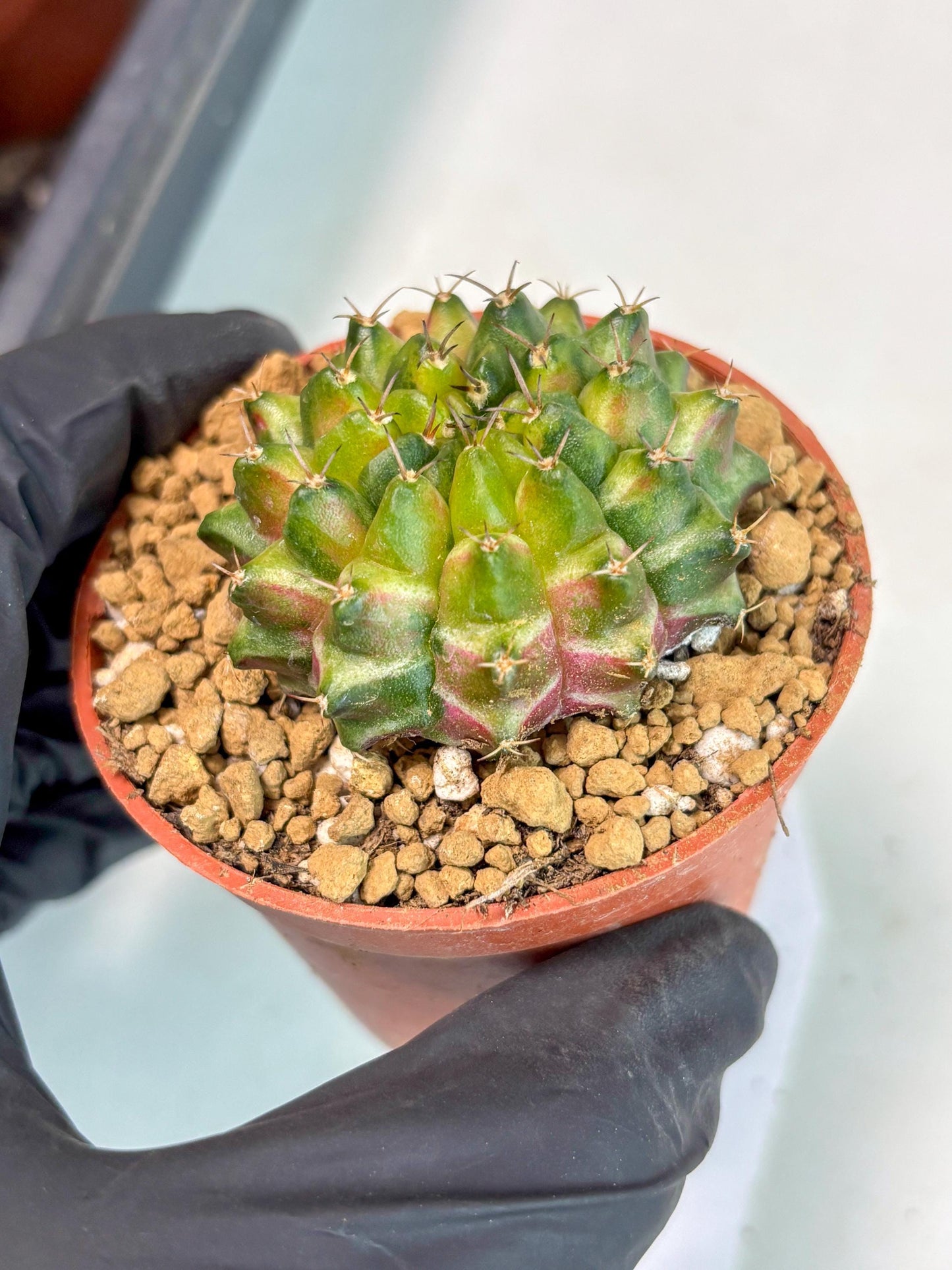 Gymnocalycium Neon (gy14) (p1) | ONLY for Advance Grower