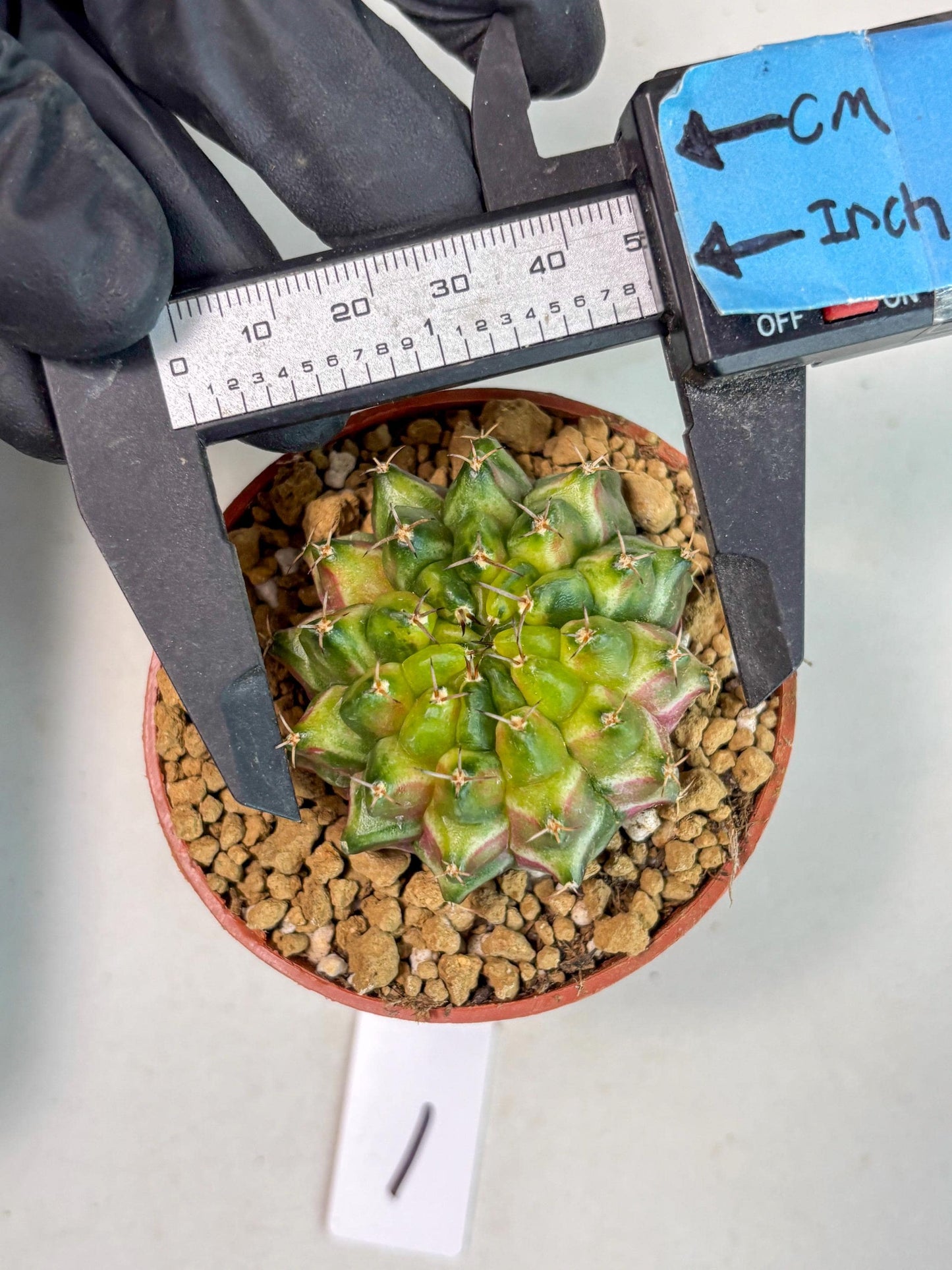 Gymnocalycium Neon (gy14) (p1) | ONLY for Advance Grower