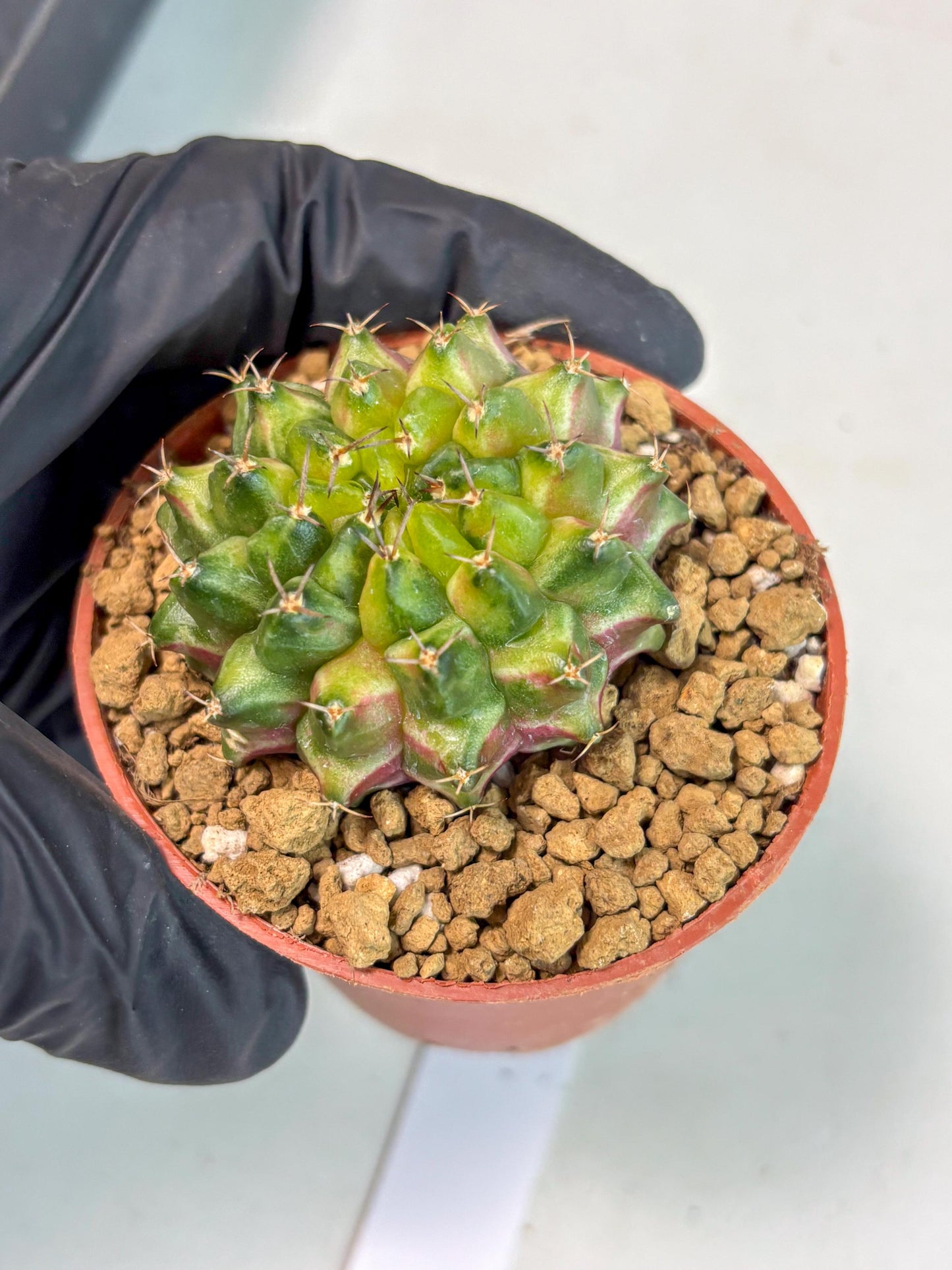 Gymnocalycium Neon (gy14) (p1) | ONLY for Advance Grower