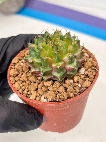Gymnocalycium Neon (gy14) (p1) | ONLY for Advance Grower