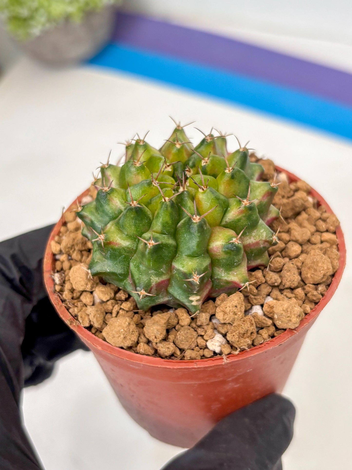 Gymnocalycium Neon (gy14) (p1) | ONLY for Advance Grower