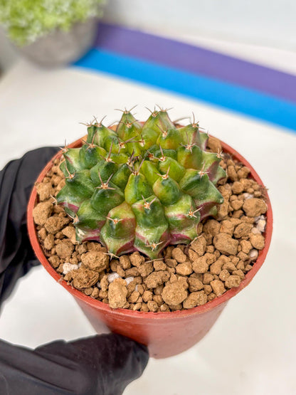 Gymnocalycium Neon (gy14) (p1) | ONLY for Advance Grower
