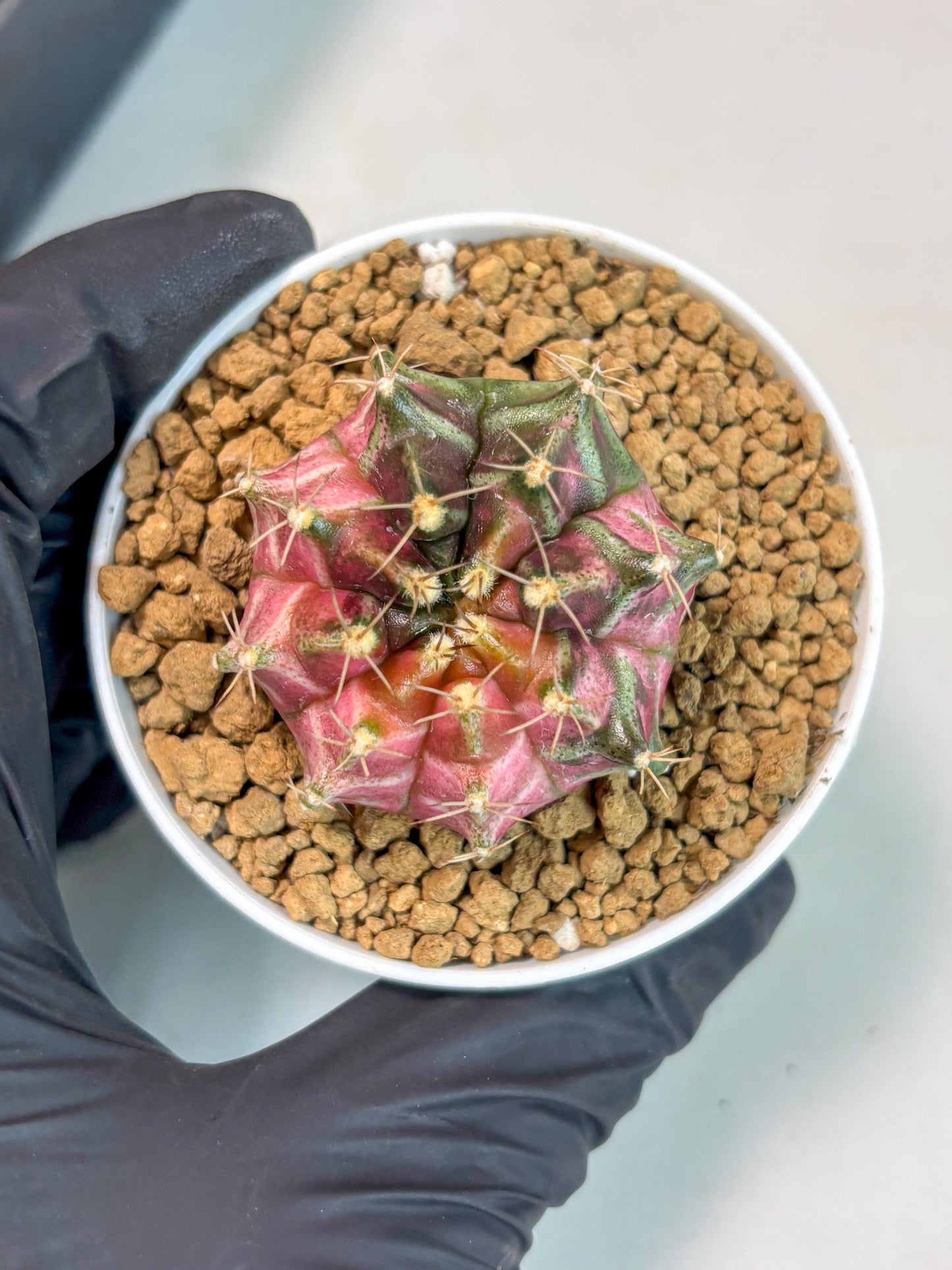 Gymnocalycium Neon (gy14) (p2) | ONLY for Advance Grower